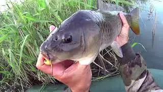 Л О В Л Ю  К А Р П А