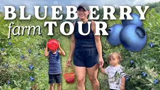 Blueberry Farm Tour + Gardening with Kids