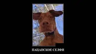 Лучшие приколы,Приколы с животными.Новые приколы.№5