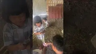 Anak2 desa main di kandang ayam #bau #senang #happy #fun #ayam #kandang #kandangayam #ternak #viral