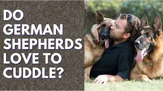Do German Shepherds Love To Cuddle? (And Why!?)