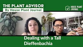 Cutting Back a Dieffenbachia | The Plant Advisor