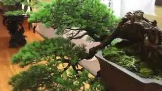 Bonsai Exhibition in a World Heritage of Nikko