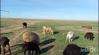 Қой бағу, кезекті қой кезек