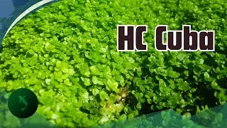 Cara mudah budidaya HC Cuba