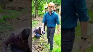 plantation