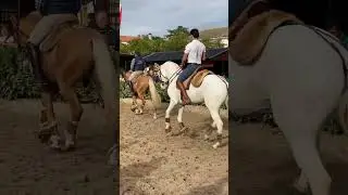 FEIRA DA GOLEGÃ LUSITANIAN HORSES PORTUGAL #shorts #horses #cavalo #lusitania #portugal #animals