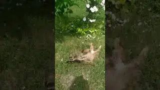 Ку-шу-шу-ша відпочиває