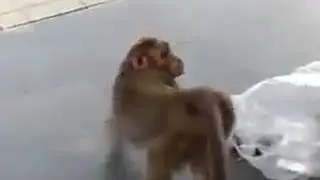 Kera juga bisa kentut | ngakak gaes