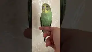 Лютик