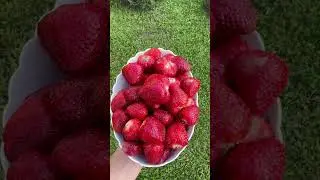 Дачный файб #мед #клубничка #качество #дача #кайф