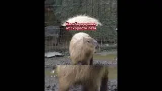 Капибара в шоке от скорости лета