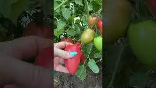 ПОМИДОР ПЕРВЫЙ