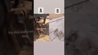 play this video infront of your dog and say the reaction🥺#shorts #DIY #short #cutedogs #cuteshorts