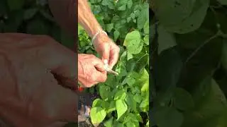 Summer Beans for Winter Food
