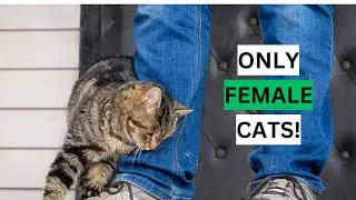 10 Super Weird Things Only Female Cats Do!||Super Things Only Female Cat Do for Their Owners and Why