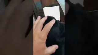 Olha o desespero desse vira-lata pra sair pra rua 🤣