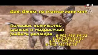 Переход на 360 Чусовой (360, 9.06.2023)