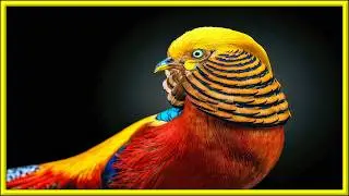 MEET THE AMAZING GOLDEN PHEASANT!!