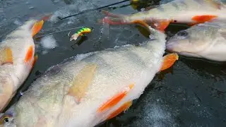 HUMPBACK PERCH HAS STARTED IN ALTAI FIRST ICE 2021