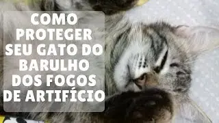 Como Proteger Seu Gato Dos Fogos de Artifício