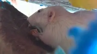 Meet the mischief