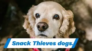 Snack Thieves: Top 7 Dog Breeds Most Likely to Steal Your Snacks
