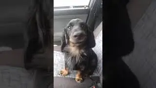 Хороший охотник