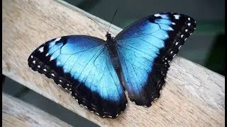 Kağız və qayçıdan kəpənək düzəltmək
