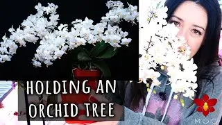 An Orchid Bonsai?? - This Phalaenopsis makes a TON of flowers!