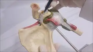 Articulatio acromioclavicularis ve Articulatio humeri (Omuz eklemi ) anatomisi
