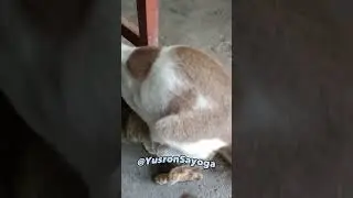 #kucing KAWIN MAKSA 🤣 - SEDANG MAKAN DIGANGGU 😭😭