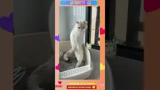 Gatinho tudo bem?!!! 😳 #shorts (cute animals cute cats)