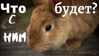 Кролик инвалид, его дальнейшая судьба и другие кроличьи новости.