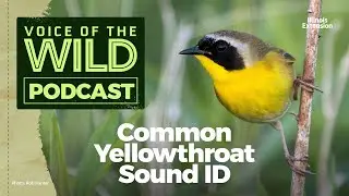 Episode 7: Common Yellowthroat – Voice of the Wild