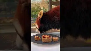Red Panda Valentines Day