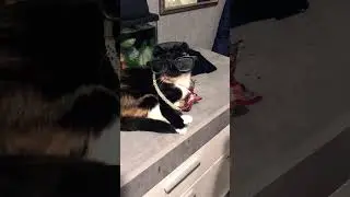 Библиотекарь#кошка#смешныеживотные#юмор#смех