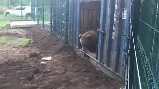 Не решается медведь выйти в новый вольер