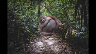 old footage monke doing a triple backflipz