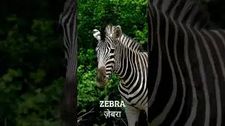 Z for Zebra | जेड फॉर ज़ेबरा | Alphabet ABC letter Z