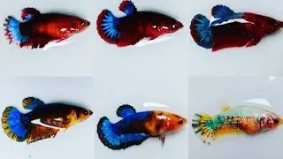Female Betta fish beautiful fish |JOSEPH KD|FRANCIS|RANDON