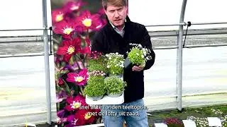 Our Saxifraga assortment - Dutch