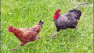The fastest rooster. Hens are shocked!