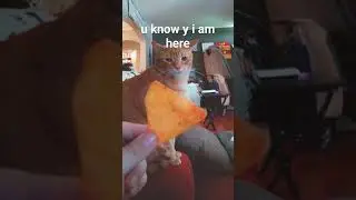 The Kitty Took My Doritos!!! #cat #catfunny #funny #catcomedy #comedy #shortsfeed #viral