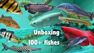 Asian arowanas ₹2100 முதல் ₹21000 வரை | Aquarium tour தமிழ் | dolphin catfish peacock bass | Bt aqua