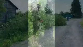 Моменты падения деревьев