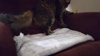 Crazy Cats
