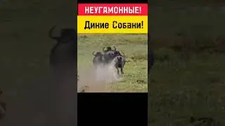 #animals #shortsvideo #animal #nature #wildlife #шортс #шортс2023