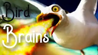 Bird Brains