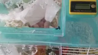 Хомячата. День 8й